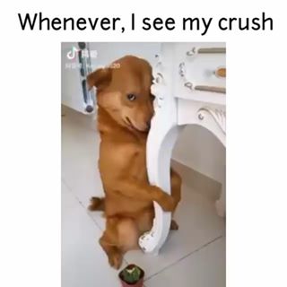 whenever i see my #crush 
#dog #cute #laugh as u can... 🤣🤣