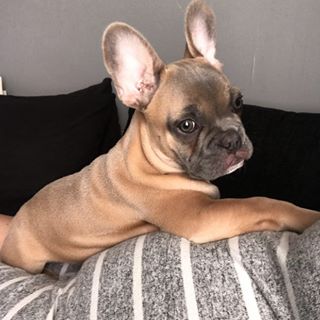I’ve got bigger and bigger each day laying with my unborn sis 
#frenchbulldog #frenchie #instapup 
#doggo #bluefawnfrenchie #instafrenchielove #purelove #pet 
#bestfriends #companion #cute 
#crank #chilltime #doglovers #bigears #instadogs #features 
#closeup