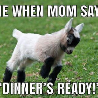 Cominnnnggggg!  
.
.
.
.
.
#goat #nature #animals #meme #funnymemes #funny #love #igdaily #new #vegan #baby #naturephotography #igers #followers #goats #happy #instadaily #instalike #photooftheday #instagood #cute #travel #likeforlike #food #fun #tbt #followme #fit #fitness #vegans