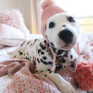  How cute 
⠀•⠀
⠀•⠀ Follow  @pawdogss 
Tag your friends who need to see this
by @kikidalmatian
#whatthefluffchallenge #whatthefluff #doggomemes #crazydog #dogsbeforedudes #dogmemes #funnydog #dog #dogs #paw #doggo #paws #pet #pets #pup #puppy #puppies #puppiespedia #puppiesofinstagram #cute #adorable #blueeyes