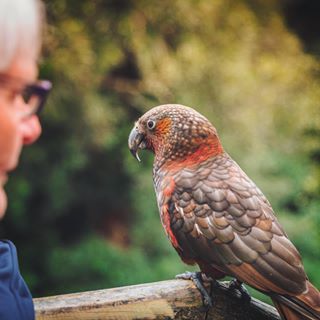 Seriously, how beautiful is this kākā? A native New Zealand parrot found chattering in the forests, they are lovely and I always try and listen out for them when I know they are in the area. I recently met a handful of cheeky and curious kākā at the Sanctuary Mountain Maungatautari in the @waikatonewzealand - have you been? Maungatautari is a true ecological ‘island,' an eco-sanctuary inside one of the world's longest predator-proof fences that allows beautiful New Zealand birdlife to thrive, like these kākā. Here you can find native wildlife, plants, and great walking trails, and I could easily spend hours and hours wandering in this incredible forest. What a place!
.
@sanctuary_mountain #sanctuarymountain #Maungatautari #mightywaikato #waikato #kaka