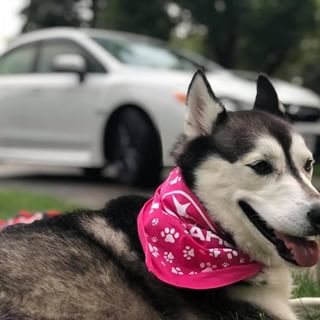 My dog’s name is Sakari, she’s a 5 year old Siberian Husky and LOVES going for rides in the WRX! (️: @dantheman1328) #MakeADogsDay