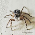 Bichos de Argentina 🕷🦋🐝🐜🦎 - @bichosdeargentina Instagram latest uploaded photos & videos - raingrande.com