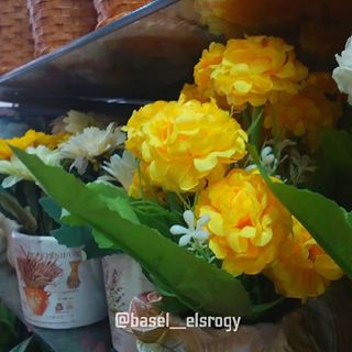 TB:@basel__elsrogy .
.
.
.
.
 #flowersturk #rsa_nature #kings_flora #flowerporn #tgif_nature #flowerstalking #awesome_photographers #nature_sultans #flowerstarz #macro_perfection #floralfix #ptk_flowers #florecitas_mx #ig_flowers #floral_secrets #superb_flowers #floralstyles_gf #splendid_flowers #macro_mood #flowersandmacro  #igerssandiego #sandiego_ca #mysdphoto #allthingssd #sandiegoliving #sandiego_visuals #samsunggalaxya3 #samsung #samsungga