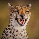 Kvelta Eldhammer - @a.total.cheetah Instagram latest uploaded photos & videos - raingrande.com