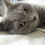 Альфред хугооттокар Ащелманн - @i_a4f2 Instagram latest uploaded photos & videos - raingrande.com
