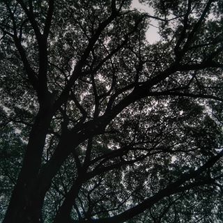 
.
.
#mnkphotographys #tree #tree_shotz #tree_pictures #tree_lovers #tree_captures #treelife #tree #treeworld #canon1300d #canonphotography #canonindia #canon #photography #instapost #nature #naturephotography #nature_lovers #scene #gsbgallery #capturesbygsb #gsbjaana #amchitalents #nammatulunadphotographers #wildlife #wildlifesupreme #photographers_hub #photographers_hub_india #igdaily
Follow @_mnk_photography
Follow @_mnk_photography
Keep supporting 