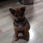 shibapeco - @shiba_is_best Instagram latest uploaded photos & videos - raingrande.com
