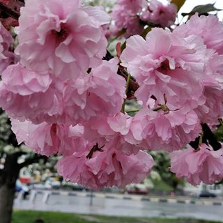 Я очень часто не могу определиться с фотографией, которую хочу запостить, эту фотографию я уже давно хотел выложить, но вот всегда искал какой-то более подходящий момент, не знаю, насколько момент подходящий, но пора.
.
.
.
.
.
.
.
#лучковзацени #meizu #mymagicalukrain #in_kharkov #kharkov_map #kharkiv_tomorrow #харьков #фото #photo #украина #ukraine #photographer #vsco #macro #majestic_macros #flowers #floversworld #street #tree