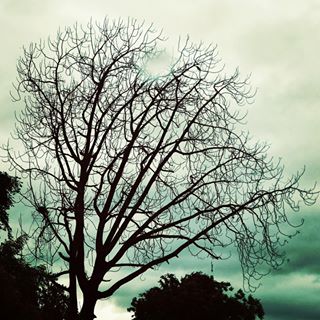 Aasman Neela, rangeen baadalo sa
Dhundli chaao aur kuch bheeni nami sa
Le Gaya Dhoopaur  utar aaya kuch Nashe sa
Ye rangeen kuch is zamane ke tarane sa ----------------------------------------
#photography #shayri #iphon #travel #naturephotography #tree #nature #club #tree_brilliance #camera #capture #scentsy #poetry #artist #art #instag