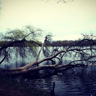 #naturephoto #naturephotos #naturelovers #nature_good #nature_brilliance #nature_captures #naturehippys_ #nature_of_our_world #landscape #trees #tree #lake #przyroda #drzewa #drzewa #drzewo #jezioro #фотографииприроды #пейзаж #деревья #деревья #озеро #natur #baum #bäume #baeume #medžiai #medziai #ežeras #ezeras