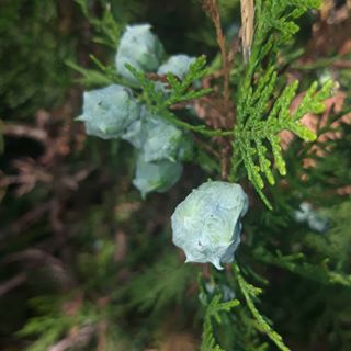 #shrub #nature #natural #naturalness #naturephotography #photography #photooftheday #colorphoto #poland #greatweather #instagram #my #copyright #samsunggalaxya6 #camera #vsco #afternoon  #leaves #village #tree