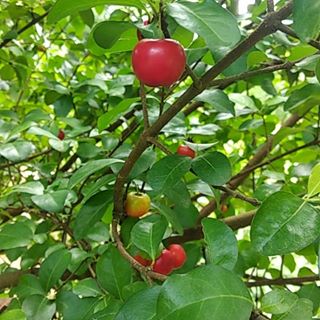 Pulm tree  #plumfruit #fruit #tree #nature #giftsofnature