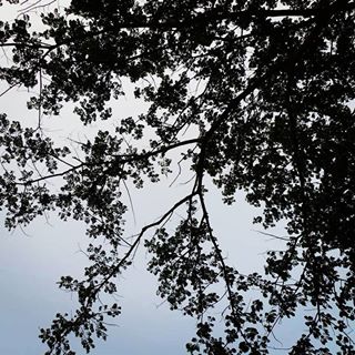 Sky high
.
.
.
.
.
#photography #mobilegraphy #bangladesh #nature #sky #tree