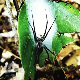 Came across this beauty on a trail.  .
.
.
.
.
.
.
.
.
.
.
#spider #nature #mothernature #exploretocreate #explore #adventure #hike #woods #getoutsidemore #getoutside #potd #picoftheday