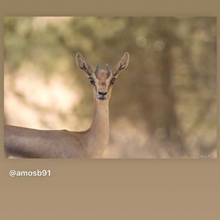 צילום מקסים של @amosb91 .
.
#nature #sky #sun #summer #beach #beautiful #pretty #sunset #sunrise #blue #flowers #night #tree #twilight #clouds #beauty #light #cloudporn #photooftheday #love #green #skylovers #dusk #weather #day #red #iphonesia #mothernature
