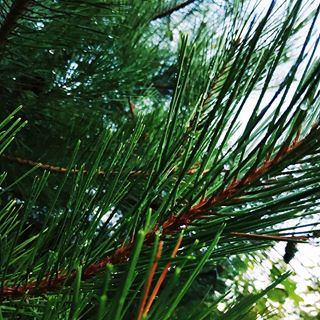 #nature #naturelovers #nature_perfection #natureza #naturelover #naturehippys #instagramanet #instatag  #nature_shooters #natureporn #natureaddict #pretty #nice #photooftheday #weather #day #mothernature #beautiful #beautifulday #outdoors #sky #sun #happyday #happylife #real #sunset #sunrise #blue #flowers #tree