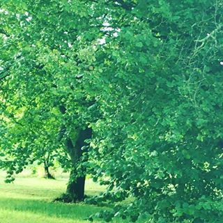 morning exercise  #nature #tree  #squirrel #animals #czechrepublic