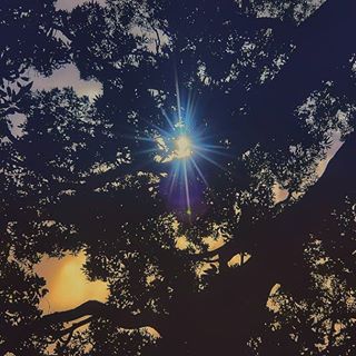 #sunshine #scatteredlight #barelovers #sunrays #supernatural #morningmotivation #tree #shadows #beautyfull_india #nature_captures #nature #nature_lovers #naturephotography #nature_portraits #landscapephotography #naturecreation #nature_love #naturecreativity #naturalbeauty #nature_perfection #earthfocous #earthscope