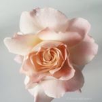 Karen - @macrowhimsey Instagram latest uploaded photos & videos - raingrande.com