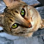 notorious_c - @notorious_c4 Instagram latest uploaded photos & videos - raingrande.com