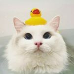 wholesome cat memes - @cat.wholesome Instagram latest uploaded photos & videos - raingrande.com