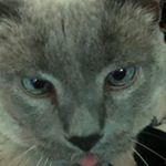 Samson The Chicken - @sam.lechicken Instagram latest uploaded photos & videos - raingrande.com