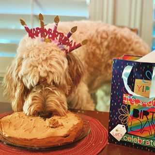 She was a gift from my kids that I didn’t love at first. I guess you can tell how we feel about her now. Happy Birthday Izzy. 
Bone appetite
.
.
.
#1 #birthdaygirl #izzy #🤦‍️ #christmaspresent