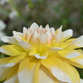 #norwich #summerflowers #yellow #noedit #splendid_flowers #my_daily_flower #bns_flowers #ig_flowers #petal_perfection #jj_florals #pocket_colors #naturenoedit #naturehippys_ #ig_4every1 #ig_closeups #global_nature_yellows #pocket_collage #tv_depthoffield #dof_brilliance #dof_of_our_world #transfer_visions #THEHUB_DETAILS #life_details #loves_united_details #loves_details