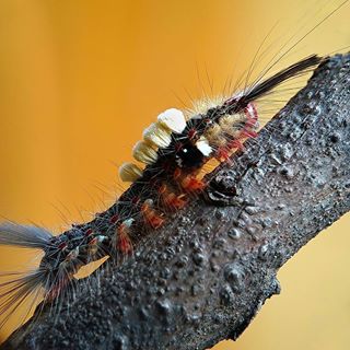 Kiếp lông lá
#C901
#top_macro #macro_freaks #macromania
#macro_p #macro_kings #1macroshot
#nature #macro_turkey #macro
#macro_spotlight #macro_globe
#macro_holic #macro_secrets #explore_macro
#macro_love #macro_delight
#macro_world #macroclique #igbest_macros