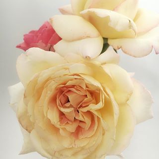 Today’s version oh my Peace/Queen Elizabeth roses. No fragrance for me but beautiful anyway.
