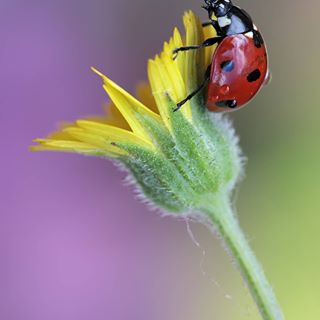 Coccinella