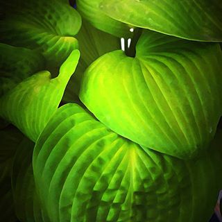 #macropassion_flower
#_macroart
#macroart
#1macroshot
#9vaga_macro9
#bpa_macro
#featured_macro
#fiftyshades_of_macro
#ig_bliss_macro
#flowerstagram
#flowers
#globalshot
#inthemoodfor_macro
#kings_macro
#macro_brillance
#top_macro
#macro_p
#perfection
#macro_delight
#macro_highlight
#macro_mania__
#macro_mania_
#best_pics
#redflowers
#1macroshot
#macromoments
#macromoment
#traveling
#tv_flower
#macrofotografia