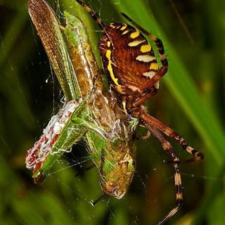 #macro_x #macro #animales #naturaleza #fauna #insectos #flores #flowers #mosca #araña #spider #macrofotografia #macrophotography #macroworld_tr #macro_of_our_world #macroclique #macroc #macro_perfection #macro_c #top_macro #nationalgeographic #naturalezadegalicia #floradegalicia #somosgalegos #insect_of_our_world #macro_p