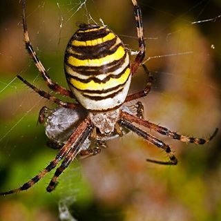 #macro_x #macro #animales #naturaleza #fauna #insectos #macroclique #macroworld_tr #macrophotography #macrofotografia #macro_captures #macro_perfection #naturalezadegalicia #bug #naturephotography #somosgalegos #great_capture #momentosfot #momentosfotograficos #perfetion #natura #bug #insect_or_bugs #insect_of_our_world #macro_p #araña #spider