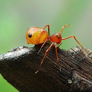 E đã lên tới đỉnh
#C901
#top_macro #macro_freaks #macromania
#macro_p #macro_kings #1macroshot
#nature #macro_turkey #macro
#macro_spotlight #macro_globe
#macro_holic #macro_secrets #explore_macro
#macro_love #macro_delight
#macro_world #macroclique #igbest_macros