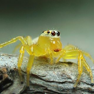 Hóng trời mưa...
#C901
#top_macro #macro_freaks #macromania
#macro_p #macro_kings #1macroshot
#nature #macro_turkey #macro
#macro_spotlight #macro_globe
#macro_holic #macro_secrets #explore_macro
#macro_love #macro_delight
#macro_world #macroclique #igbest_macros