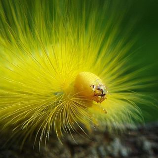 Sâu vàng 
#C901
#top_macro #macro_freaks #macromania
#macro_p #macro_kings #1macroshot
#nature #macro_turkey #macro
#macro_spotlight #macro_globe
#macro_holic #macro_secrets #explore_macro
#macro_love #macro_delight
#macro_world #macroclique #igbest_macros