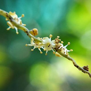 Hoa Cau
_____________
#C901
#top_macro #macro_freaks #macromania
#macro_p #macro_kings #1macroshot
#nature #macro_turkey #macro
#macro_spotlight #macro_globe
#macro_holic #macro_secrets #explore_macro
#macro_love #macro_delight
#macro_world #macroclique #igbest_macros