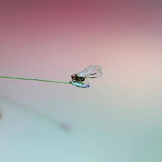 Một mình
----------
#C901
#top_macro #macro_freaks #macromania
#macro_p #macro_kings #1macroshot
#nature #macro_turkey #macro
#macro_spotlight #macro_globe
#macro_holic #macro_secrets #explore_macro
#macro_love #macro_delight
#macro_world #macroclique #igbest_macros