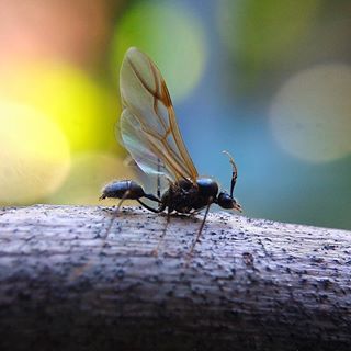 Nắng nóng qua nằm nghỉ mệt thui
#C901
#top_macro #macro_freaks #macromania
#macro_p #macro_kings #1macroshot
#nature #macro_turkey #macro
#macro_spotlight #macro_globe
#macro_holic #macro_secrets #explore_macro
#macro_love #macro_delight
#macro_world #macroclique #igbest_macros