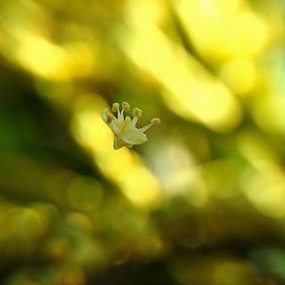 Hoa rơi
#C901
#top_macro #macro_freaks #macromania
#macro_p #macro_kings #1macroshot
#nature #macro_turkey #macro
#macro_spotlight #macro_globe
#macro_holic #macro_secrets #explore_macro
#macro_love #macro_delight
#macro_world #macroclique #igbest_macros
