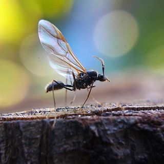 Chuẩn bị cất cánh
#C901
#top_macro #macro_freaks #macromania
#macro_p #macro_kings #1macroshot
#nature #macro_turkey #macro
#macro_spotlight #macro_globe
#macro_holic #macro_secrets #explore_macro
#macro_love #macro_delight
#macro_world #macroclique #igbest_macro