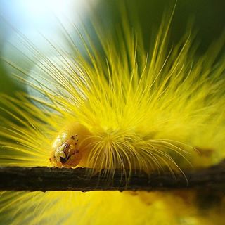 Buồn ơi ta chào mi!
#C901
#top_macro #macro_freaks #macromania
#macro_p #macro_kings #1macroshot
#nature #macro_turkey #macro
#macro_spotlight #macro_globe
#macro_holic #macro_secrets #explore_macro
#macro_love #macro_delight
#macro_world #macroclique #igbest_macro