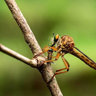 #macro#macroworld#macrophotos #macronature #macro_holic #macro_brilliance #macro_p#macrolovers #macroclique #exclusive_world_macro #igbest_macros #insects