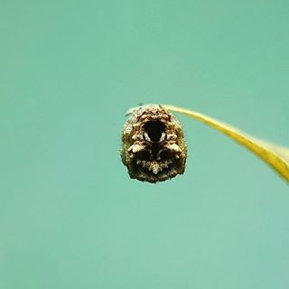 Spider man của tôi
#C901
#top_macro #macro_freaks #macromania
#macro_p #macro_kings #1macroshot
#nature #macro_turkey #macro
#macro_spotlight #macro_globe
#macro_holic #macro_secrets #explore_macro
#macro_love #macro_delight
#macro_world #macroclique #igbest_macro