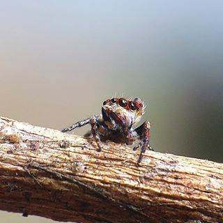 Hóng ai đó :))
#C901
#top_macro #macro_freaks #macromania
#macro_p #macro_kings #1macroshot
#nature #macro_turkey #macro
#macro_spotlight #macro_globe
#macro_holic #macro_secrets #explore_macro
#macro_love #macro_delight
#macro_world #macroclique #igbest_macro