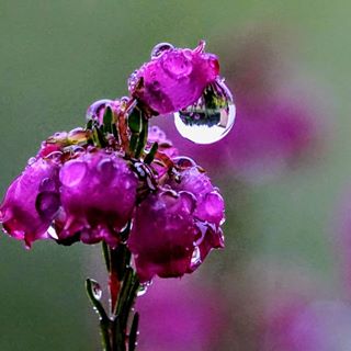 Ljung (calluna vulgaris)
Heather.
#macro_brilliance #macro_holic #macro_x #macro_photos #macro_freeks #macro #makro#macro_perfection #naturfoto#naturephoto#ljung #Heather#blommor #trädgård #vattendroppar #vulgaris#macro_beauty #macro_flower #macro_ig #macro_x #macro_p#macro_mood #dscvr_mood #sweden_photolovers #ig_sweden #nativeplaces