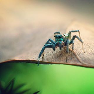 #C901
#top_macro #macro_freaks #macromania
#macro_p #macro_kings #1macroshot
#nature #macro_turkey #macro
#macro_spotlight #macro_globe
#macro_holic #macro_secrets #explore_macro
#macro_love #macro_delight
#macro_world #macroclique #igbest_macro