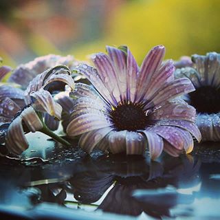 #macropassion_flower
#_macroart
#macroart
#1macroshot
#9vaga_macro9
#bpa_macro
#featured_macro
#fiftyshades_of_macro
#ig_bliss_macro
#flowerstagram
#flowers
#globalshot
#inthemoodfor_macro
#kings_macro
#macro_brillance
#top_macro
#macro_p
#perfection
#macro_delight
#macro_highlight
#macro_mania__
#macro_mania_
#best_pics
#redflowers
#1macroshot
#macromoments
#macromoment
#traveling
#tv_flower
#macrofotografia